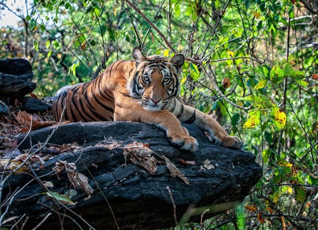 Chhattisgarh is consolidating its sanctuaries into the Guru Ghasidas-Tamor Pingla Tiger Reserve. (LATIKA NATH) Chhattisgarh is consolidating its sanctuaries into the Guru Ghasidas-Tamor Pingla Tiger Reserve. (LATIKA NATH)