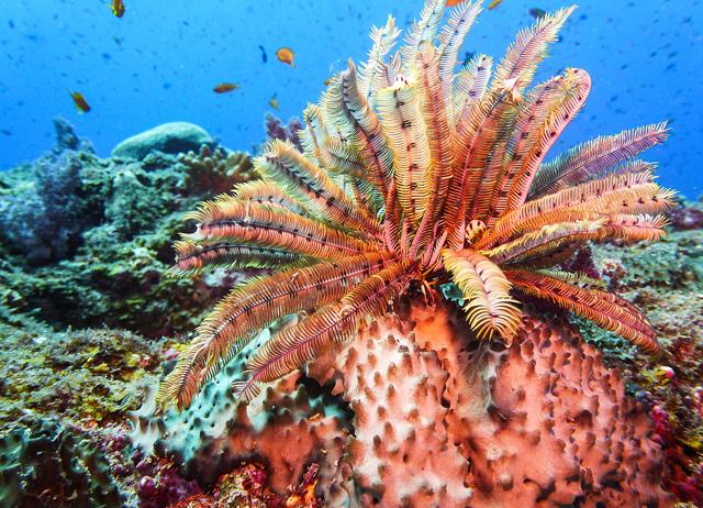 Head to Lakshadweep if you’ve never seen a coral garden. (LATIKA NATH) Head to Lakshadweep if you’ve never seen a coral garden. (LATIKA NATH)