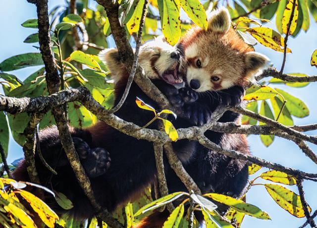 Namdapha Tiger Reserve in Arunachal Pradesh offers red panda sightings. (LATIKA NATH) Namdapha Tiger Reserve in Arunachal Pradesh offers red panda sightings. (LATIKA NATH)