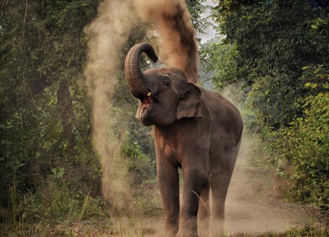 India offers a unique chance to spot elephants in diverse habitats. (SREEDHAR VIJAYAKRISHNAN) India offers a unique chance to spot elephants in diverse habitats. (SREEDHAR VIJAYAKRISHNAN)