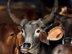 The decision to provide financial assistance to 828 goshalas, which tend to over 1.23 lakh cows and other bovines, places an annual burden of  <span class='webrupee'>₹</span>230 crore on the cash-strapped state government. REUTERS/Shailesh Andrade/Files
