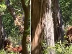 A hiker claimed that his video shows Bigfoot. A hiker claimed that his video shows Bigfoot.