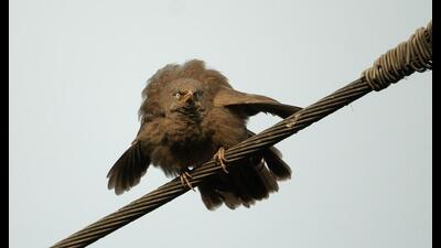 “Thanks to the white iris and the bony ridge over their eyes, jungle babblers (Argya striata) look like villains.” (Prerna Jain) “Thanks to the white iris and the bony ridge over their eyes, jungle babblers (Argya striata) look like villains.” (Prerna Jain)