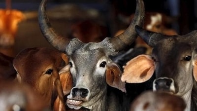The decision to provide financial assistance to 828 goshalas, which tend to over 1.23 lakh cows and other bovines, places an annual burden of  ₹230 crore on the cash-strapped state government. REUTERS/Shailesh Andrade/Files (Reuters file)