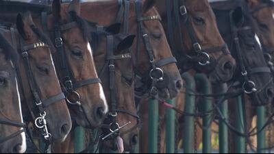 PETA India alerted authorities to cancel series of illegal horse races scheduled to take place near Borgaon Toll Plaza in the Kavthe Mahankal tehsil of Sangli district on September 29. ((PIC FOR REPRESENTATION)) PETA India alerted authorities to cancel series of illegal horse races scheduled to take place near Borgaon Toll Plaza in the Kavthe Mahankal tehsil of Sangli district on September 29. ((PIC FOR REPRESENTATION))