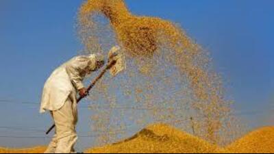 Procurement and lifting of paddy was being done on time and will continue till November 15, the spokesperson added. (HT File)
