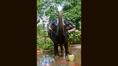 Sita Lakshmi loved playing with water, bathing, eating fruit and leaves. Sita Lakshmi loved playing with water, bathing, eating fruit and leaves.