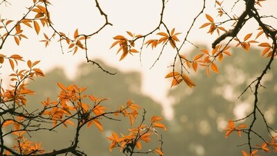 This brief autumn is a time for celebration and a sense of well-being (Pixabay) This brief autumn is a time for celebration and a sense of well-being (Pixabay)