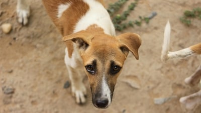 Stray animals are vulnerable and require our care. (Pexels) Stray animals are vulnerable and require our care. (Pexels)