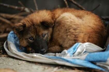 Keep a warm blanket out for the strays (Pexels) Keep a warm blanket out for the strays (Pexels)