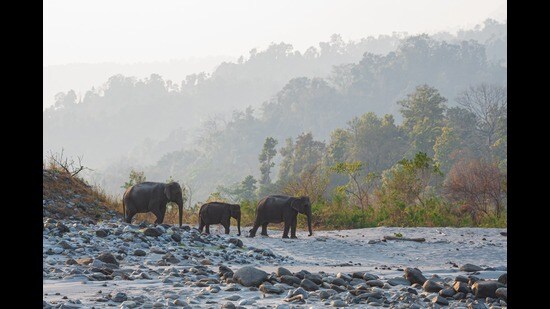 At Manas National Park, Assam. (Shutterstock)
