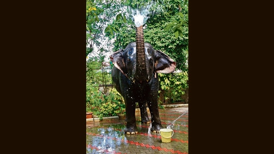 Sita Lakshmi loved playing with water, bathing, eating fruit and leaves.