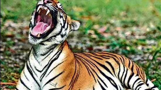 The two-day meeting underscores the importance of international collaboration in combating tiger trafficking. (File photo)