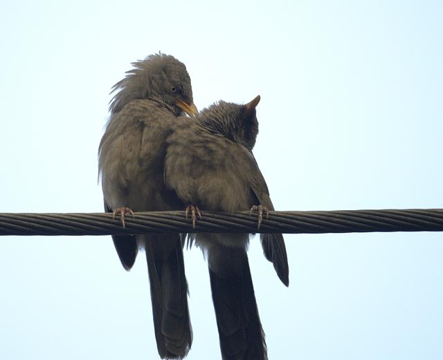 Love is in the air! (Prerna Jain) Love is in the air! (Prerna Jain)