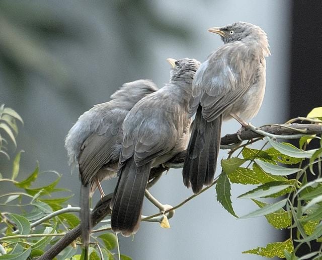 “The birds do move in groups but these aren’t always made up of seven individuals. A group could comprise three, four, five, six, seven or even more birds.” (Prerna Jain) “The birds do move in groups but these aren’t always made up of seven individuals. A group could comprise three, four, five, six, seven or even more birds.” (Prerna Jain)