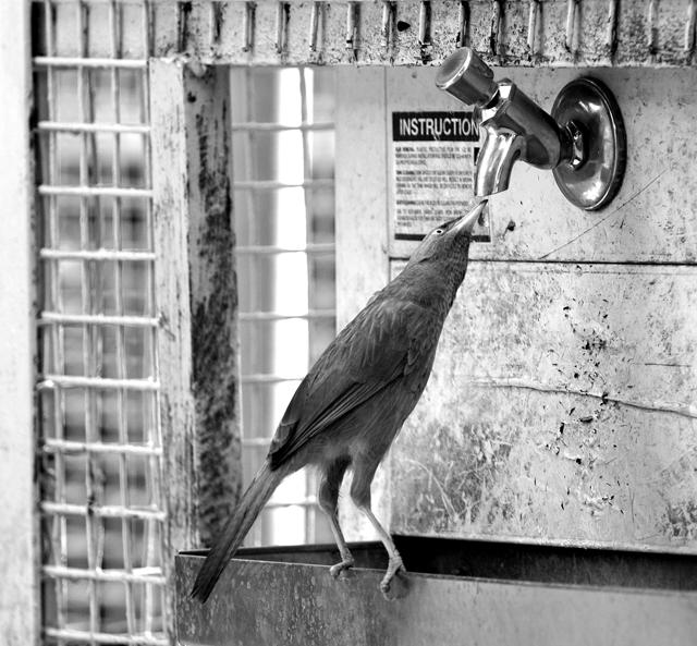 A rare jungle babbler that quietly follows instructions. (Prerna Jain) A rare jungle babbler that quietly follows instructions. (Prerna Jain)
