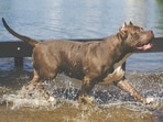 Pitbull attack leaves man with severed ear, surgeons restore blood flow in complex surgery. Pitbull attack leaves man with severed ear, surgeons restore blood flow in complex surgery.