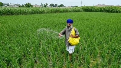 A farmer sprinkles fertiliser over crops at a rice field on the outskirts of Amritsar. (Photo by Narinder NANU / AFP) (AFP) A farmer sprinkles fertiliser over crops at a rice field on the outskirts of Amritsar. (Photo by Narinder NANU / AFP) (AFP)