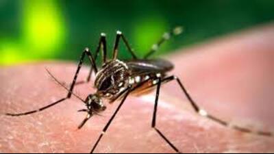 A total 1,800 houses were surveyed in Lucknow in the last 24 hours for anti-larva treatment. (For Representation)