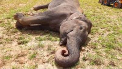 The skeleton of the elephant was exhumed from the field of a farmer in Kaudia range of Nazibabad forest division on Tuesday. (Pic for representation) The skeleton of the elephant was exhumed from the field of a farmer in Kaudia range of Nazibabad forest division on Tuesday. (Pic for representation)