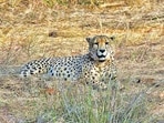 Excess rainfall postpones full access to cheetahs in Madhya Pradesh.