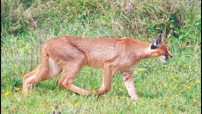 Caracals are nocturnal animals known for their agility, hunting skills, and characteristic ear tufts. Caracals are nocturnal animals known for their agility, hunting skills, and characteristic ear tufts.