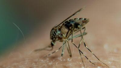 During a field visit by the city malaria unit over the weekend, 12 houses were identified on Sunday and 14 on Saturday as being at risk for larva breeding, and notices will be issued to them soon (FOR REPRESENTATION)