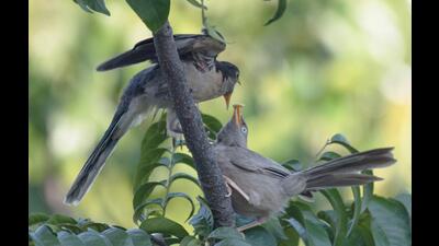 Mentioned in Kalidas’ epic poem, Meghdoot, the cuckoo is known to peasants awaiting the monsoons as `Chatak’ in parts of North India or `Kharadiyo’ in Gujarat. (HT File) Mentioned in Kalidas’ epic poem, Meghdoot, the cuckoo is known to peasants awaiting the monsoons as `Chatak’ in parts of North India or `Kharadiyo’ in Gujarat. (HT File)