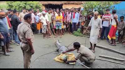 The crocodile being rescued in a village near KWS (HT) The crocodile being rescued in a village near KWS (HT)