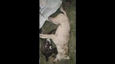 The wolf was chased and killed a female late night on Saturday after it reportedly attacked a goat herd (Sourced) The wolf was chased and killed a female late night on Saturday after it reportedly attacked a goat herd (Sourced)
