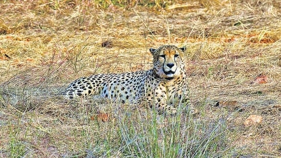 Excess rainfall postpones full access to cheetahs in Madhya Pradesh. (File )