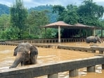 Elephants are seen in a flooded area at Chiang Mai-based Elephant Nature Park, in Thailand's northern Chiang Mai province. Thailand: Tourist hub Chiang Mai battles rising waters—Is your trip in danger? 