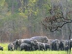 Last month, Zimbabwe announced it would permit the culling of 200 elephants to distribute their meat to needy communities. (PTI)