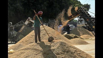 A labourer uses a shovel to separate rice grains from husk at a wholesale grain market in Amritsar on October 7, 2024. (Photo by Narinder NANU / AFP) (AFP) A labourer uses a shovel to separate rice grains from husk at a wholesale grain market in Amritsar on October 7, 2024. (Photo by Narinder NANU / AFP) (AFP)