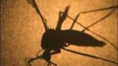According to Gurugram’s health officials, residents should take precautions, such as wearing full-sleeved clothes and using mosquito repellents (AP) According to Gurugram’s health officials, residents should take precautions, such as wearing full-sleeved clothes and using mosquito repellents (AP)