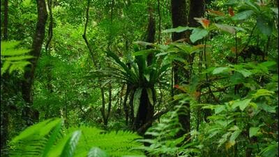 According to existing research, a rainforest can have trees ranging between 500 and 800 per hectare of land. (Photo by Manish Chandi.)