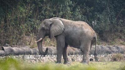 African elephant Shankar at the Delhi Zoo. (HT Archive) African elephant Shankar at the Delhi Zoo. (HT Archive)