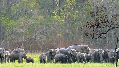 Last month, Zimbabwe announced it would permit the culling of 200 elephants to distribute their meat to needy communities. (PTI) Last month, Zimbabwe announced it would permit the culling of 200 elephants to distribute their meat to needy communities. (PTI)