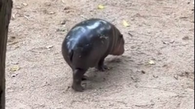Moo Deng, a pygmy hippo, captivated internet users with her viral moonwalk performance. (X/@WUTangKids) Moo Deng, a pygmy hippo, captivated internet users with her viral moonwalk performance. (X/@WUTangKids)