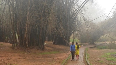 Cubbon park (File pic) (AFP Photo) Cubbon park (File pic) (AFP Photo)