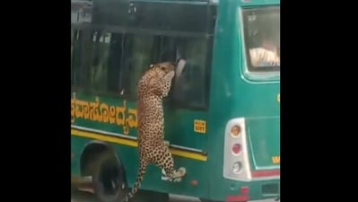 Leopard at Bannerghatta National Park in Bengaluru tries to put its head through the safari bus window. (X) Leopard at Bannerghatta National Park in Bengaluru tries to put its head through the safari bus window. (X)