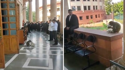 In a video shared by senior Supreme Court advocate Sanjay Hegde, a couple of monkeys can be seen jumping onto a crowded corridor of the top court. (X/@sanjayuvacha) In a video shared by senior Supreme Court advocate Sanjay Hegde, a couple of monkeys can be seen jumping onto a crowded corridor of the top court. (X/@sanjayuvacha)