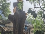  In order to facilitate the project, the civic body plans to cut around 700 trees. (Photo by Satish Bate/Hindustan Times) (Satish Bate/HT Photo)