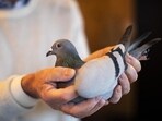 The burglar, known popularly as “Parivala Manja”, used pigeons to carry out as many as 50 robberies.