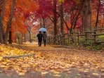 In Japan, the practice of shinrin-yoku, or forest bathing, encourages people to immerse themselves in nature to soothe both mind and body.