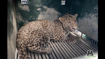 After receiving treatment in a government health centre in Narayangaon, her condition is stable. (REPRESENTATIVE PIC)
