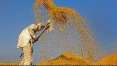 Data says 59,427 tonnes of paddy was purchased on Tuesday, taking the total crop bought by various agencies to 79,427 tonnes. (HT File)