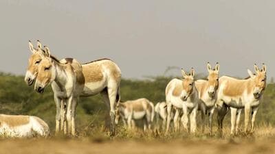The Indian Wild Ass in its natural habitat. (Gujarat Forest Department) The Indian Wild Ass in its natural habitat. (Gujarat Forest Department)