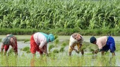 The Punjab cabinet on Tuesday approved the Punjab Custom Milling Policy for kharif 2024-25 for conversion of paddy procured by the state procurement agencies — Pungrain, Markfed, Punsup and PSWC — into custom milled rice and its delivery into the central pool. (HT File) The Punjab cabinet on Tuesday approved the Punjab Custom Milling Policy for kharif 2024-25 for conversion of paddy procured by the state procurement agencies — Pungrain, Markfed, Punsup and PSWC — into custom milled rice and its delivery into the central pool. (HT File)