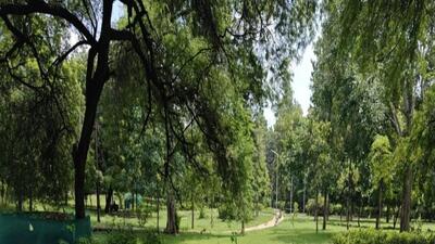 The deemed forest site at Link Road (near Defence Colony). (HT Photo) The deemed forest site at Link Road (near Defence Colony). (HT Photo)